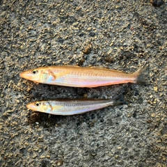 シロギスの釣果