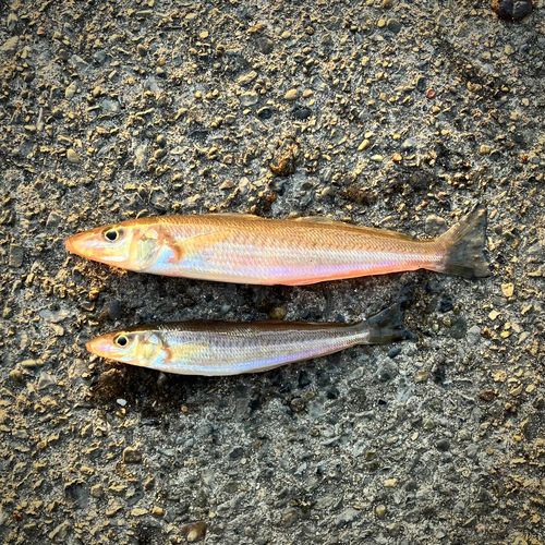 シロギスの釣果