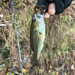 ラージマウスバス