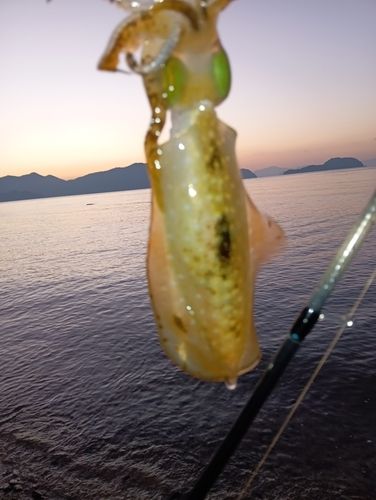 周防大島（屋代島）