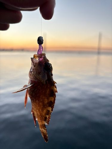 東京湾（アクアライン〜富津）