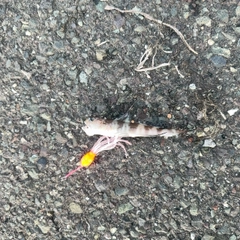 イトヒキハゼの釣果