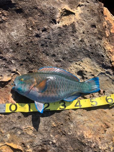 アオブダイの釣果