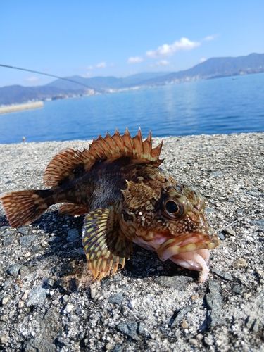 カサゴの釣果