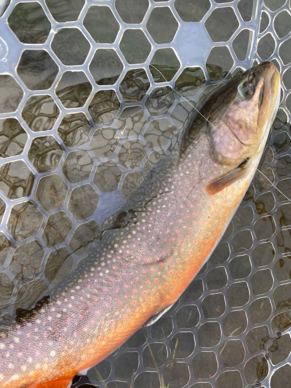 ブルックトラウト