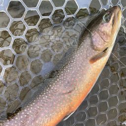 ブルックトラウト