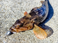 アイナメの釣果