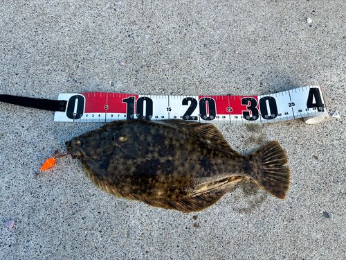 カレイの釣果