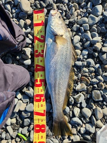 オオニベの釣果