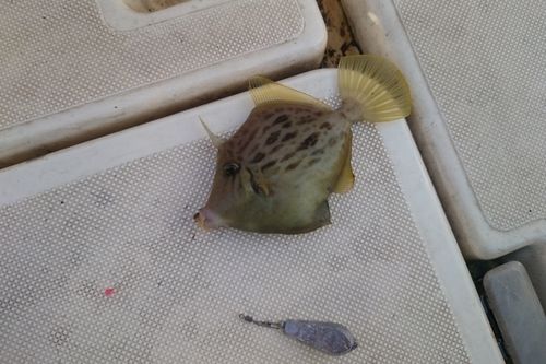 カワハギの釣果