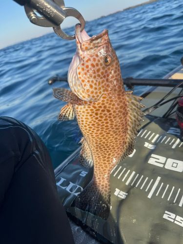 オオモンハタの釣果