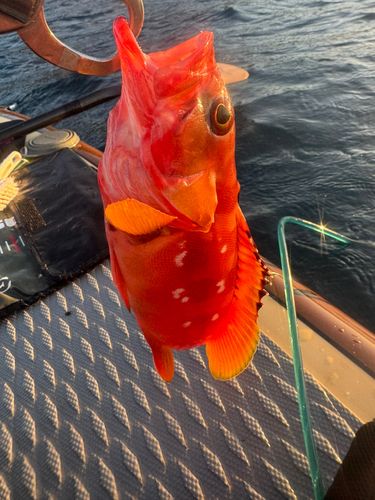 アカハタの釣果