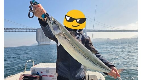 サワラの釣果