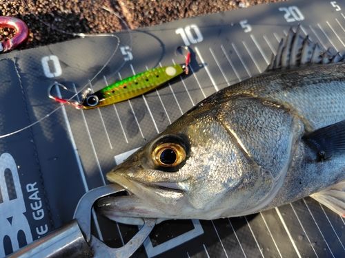シーバスの釣果