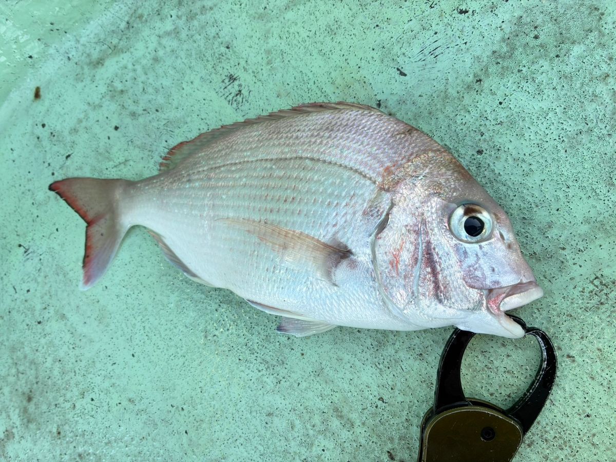 手羽崎さんさんの釣果 1枚目の画像