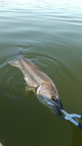 シーバスの釣果