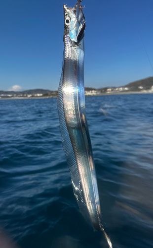 タチウオの釣果