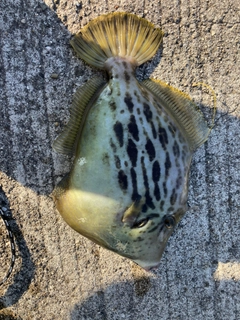 カワハギの釣果