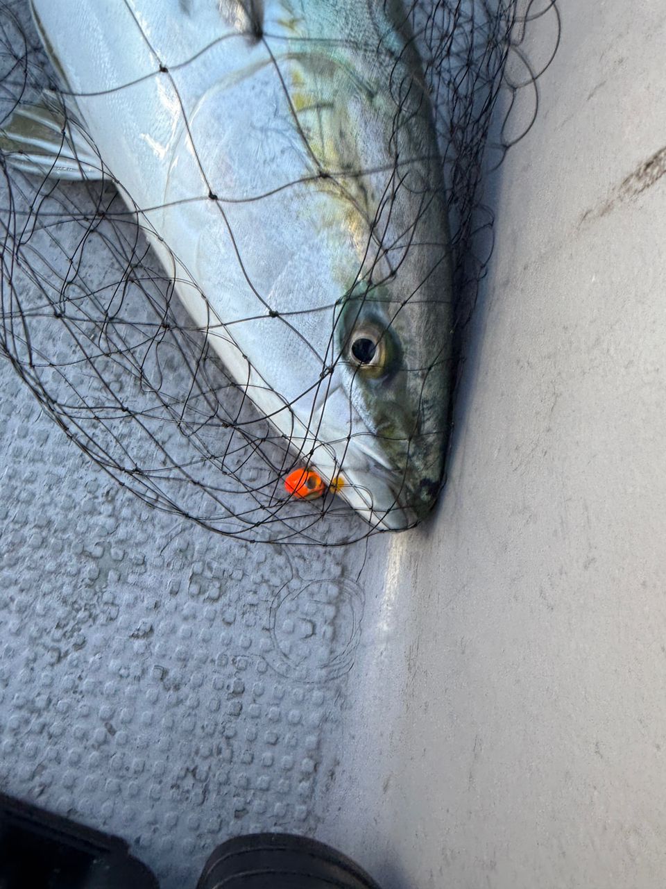 k1mrwoooonderさんの釣果 3枚目の画像