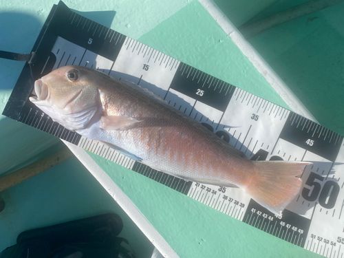 シロアマダイの釣果