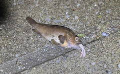 エゾメバルの釣果