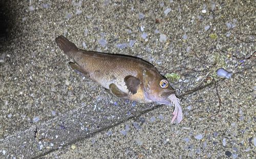 エゾメバルの釣果