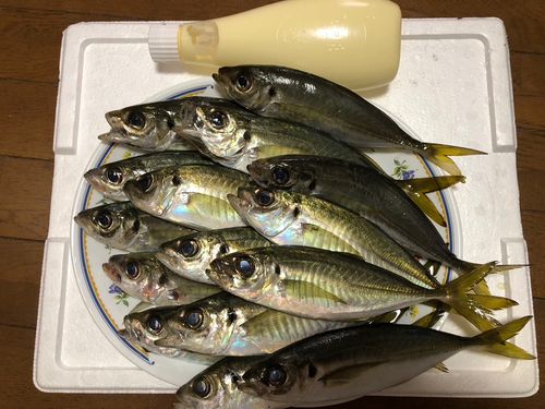 アジの釣果