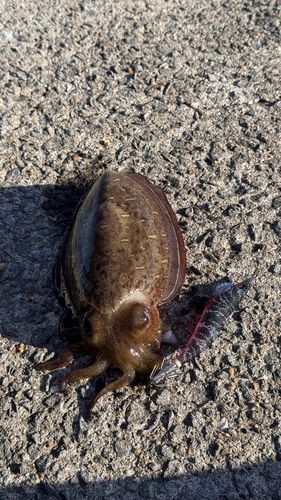 モンゴウイカの釣果