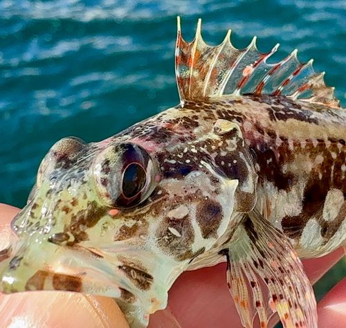 アサヒアナハゼの釣果