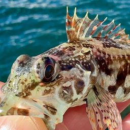 アサヒアナハゼ