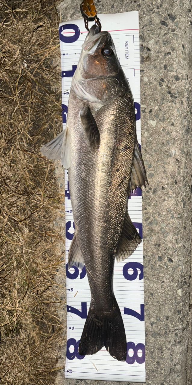 SHIMANO 22ステラ 4000MHGの最安値・インプレ・釣果 | 本音の口コミが