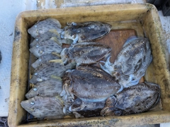 モンゴウイカの釣果