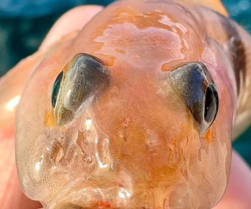 リュウグウハゼの釣果