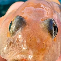 リュウグウハゼ