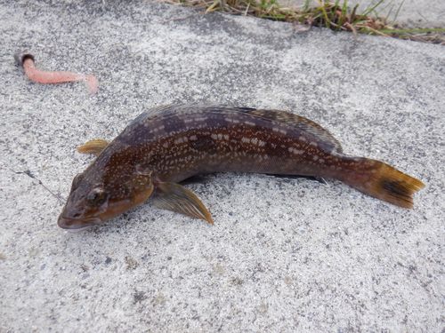 アイナメの釣果