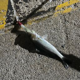 セイゴ（マルスズキ）