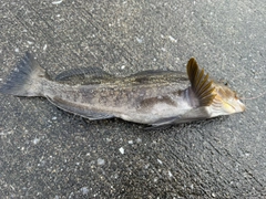 アイナメの釣果