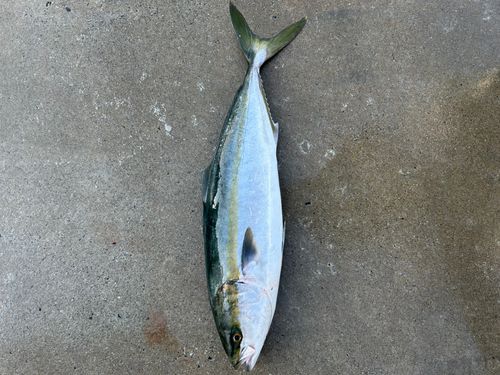 メジロの釣果