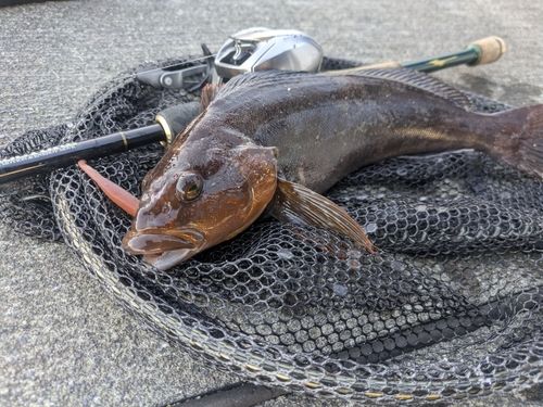 アイナメの釣果