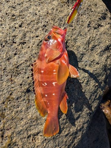 アカハタの釣果