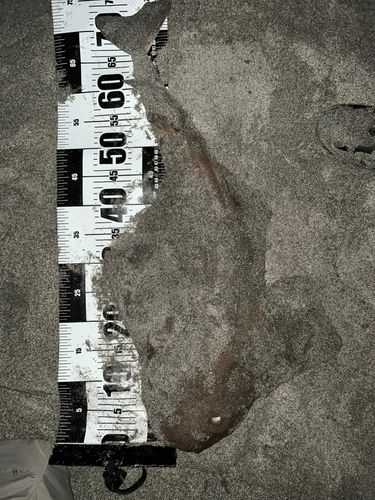 カスザメの釣果