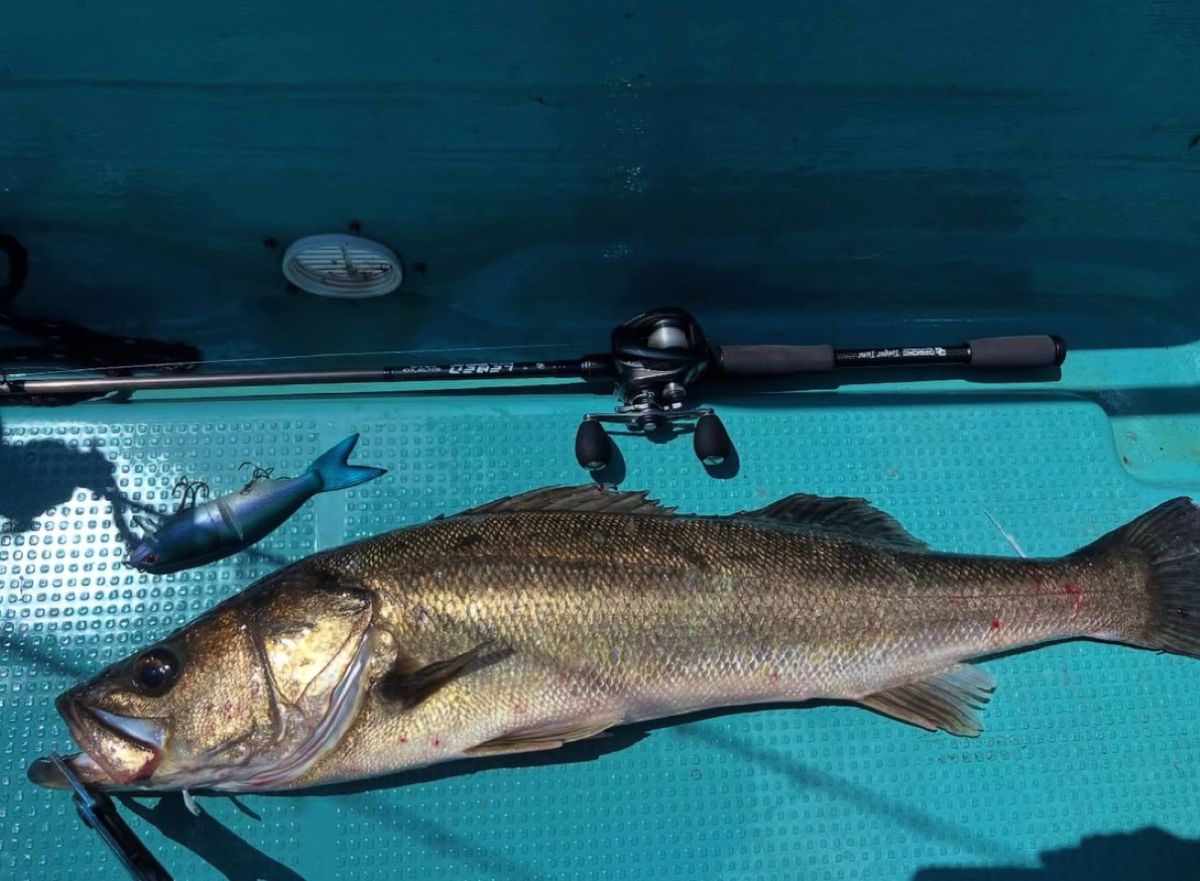 甲斐大地さんの釣果 3枚目の画像