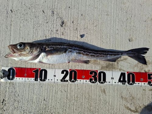 スケトウダラの釣果