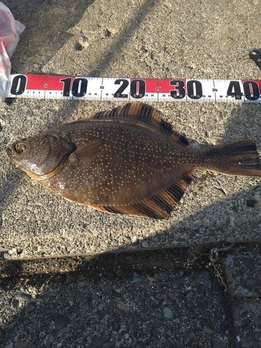 カワガレイの釣果