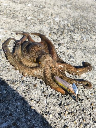 マダコの釣果