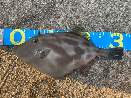 ウマヅラハギの釣果