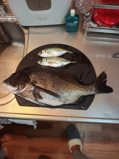 クロダイの釣果