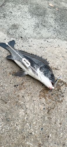 クロダイの釣果