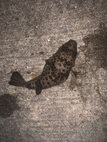 ヒガンフグの釣果