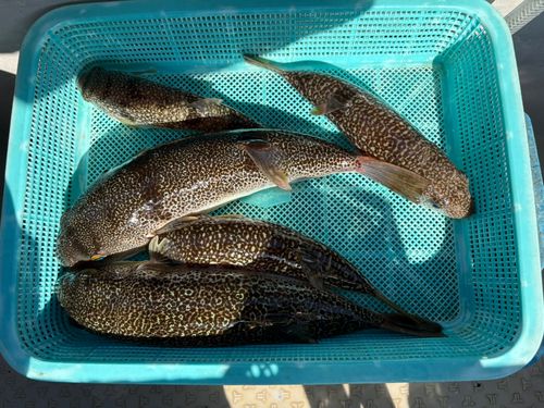 ショウサイフグの釣果